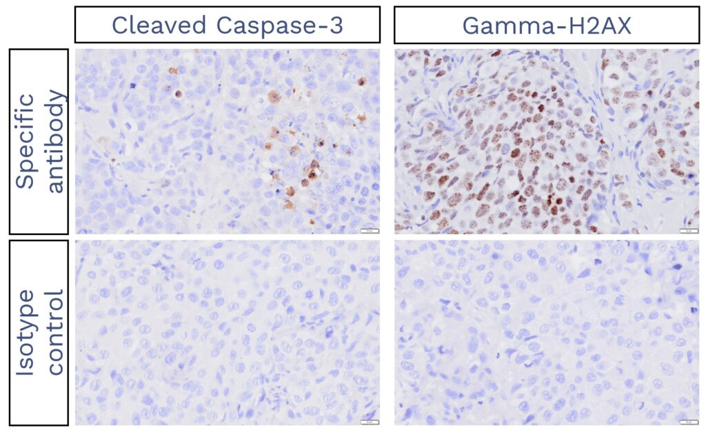 We offer validated IHC staining protocols for essential markers such as gamma-H2AX for double-strand damage and Cleaved Caspase-3 for programmed cell death. 